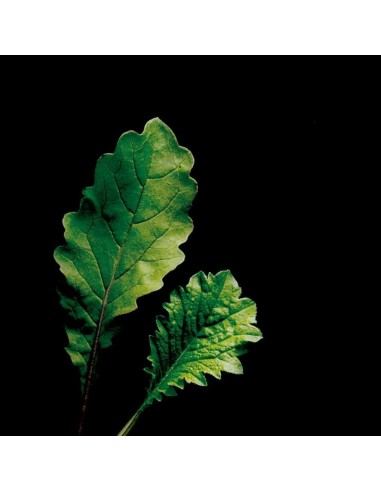 CAPSULE 3X Foglie di Ravanello