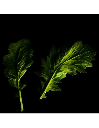 CAPSULE 3X Komatsuna