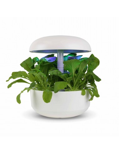 CAPSULE 3X Komatsuna