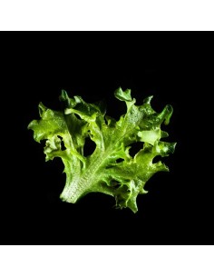 Capsule 3X Lattuga PLANTUI 2