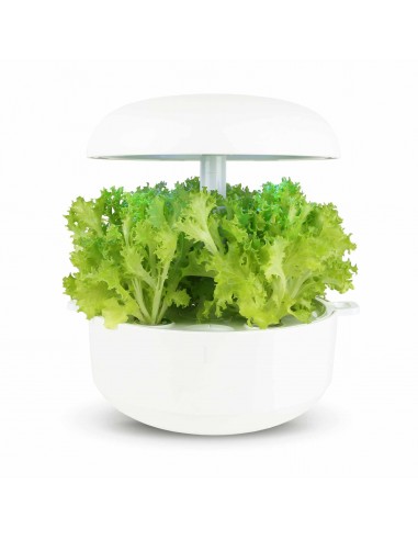 Capsule 3X Lattuga PLANTUI