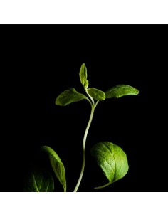 CAPSULE 3X Maggiorana 2