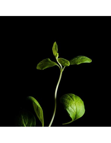 CAPSULE 3X Maggiorana