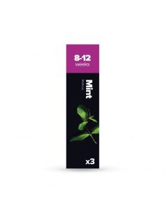 Capsule 3X Menta PLANTUI