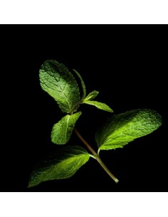 Capsule 3X Menta PLANTUI 2