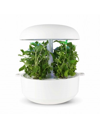 Capsule 3X Menta PLANTUI