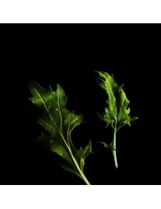 CAPSULE 3X Mizuna (Senape... 2