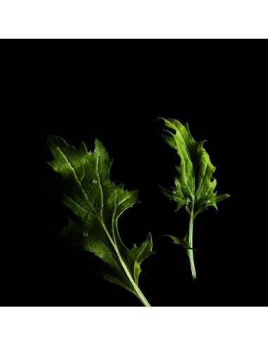 CAPSULE 3X Mizuna (Senape Giapponese)