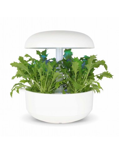 CAPSULE 3X Mizuna (Senape Giapponese)