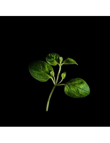 Capsule 3X Origano PLANTUI