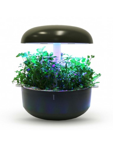 Capsule 3X Origano PLANTUI