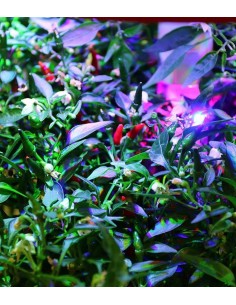 CAPSULE 3X Peperoncino... 2