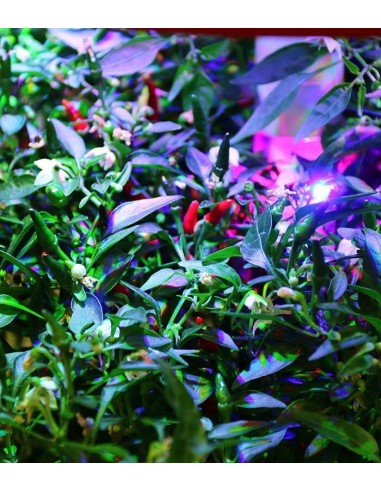 CAPSULE 3X Peperoncino Rosso Piccante