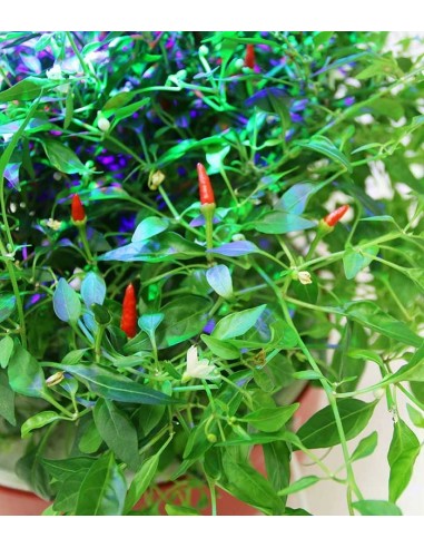 CAPSULE 3X Peperoncino Rosso Piccante