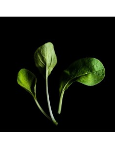 CAPSULE 3X Pok Choy 2