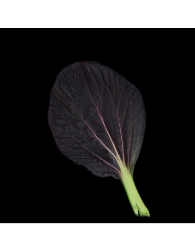 CAPSULE 3X Pok Choy Rosso