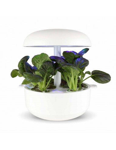 CAPSULE 3X Pok Choy Rosso