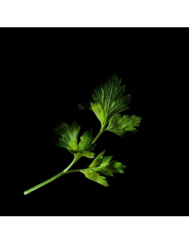 Capsule 3X Prezzemolo PLANTUI