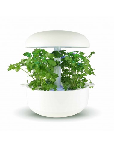 Capsule 3X Prezzemolo PLANTUI
