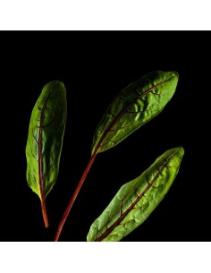 CAPSULE 3X Romice Sanguineo 2