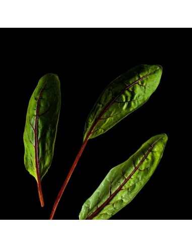 CAPSULE 3X Romice Sanguineo