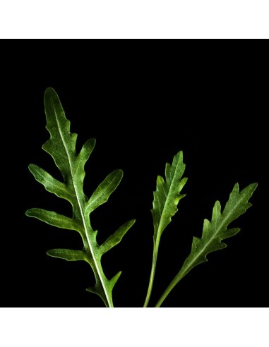 Capsule 3X Rucola Selvaggia PLANTUI