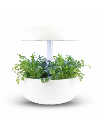 Capsule 3X Rucola Selvaggia PLANTUI
