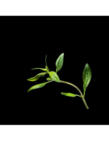 CAPSULE 3X Santoreggia