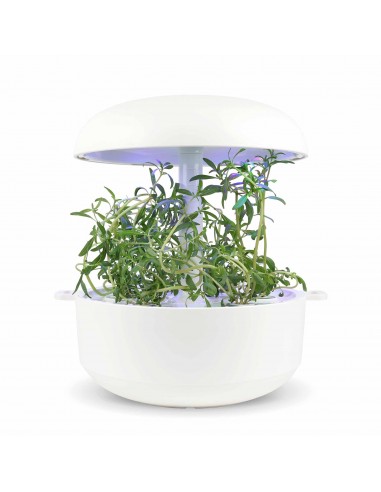 CAPSULE 3X Santoreggia