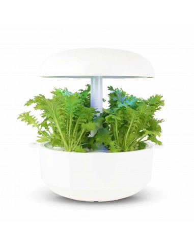 CAPSULE 3X Senape Indiana 'Wasabina'