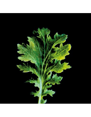 CAPSULE 3X Senape Indiana 'Wasabina'