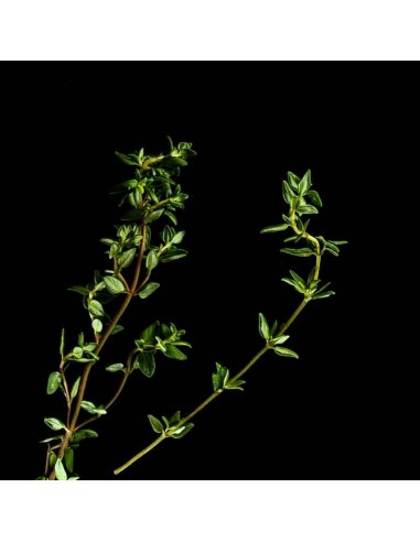 Capsule 3X Timo PLANTUI