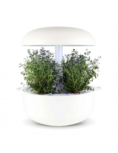 Capsule 3X Timo PLANTUI