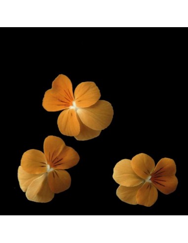 CAPSULE 3X Viola Arancio