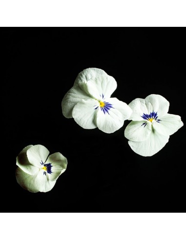 CAPSULE 3X Viola Bianca