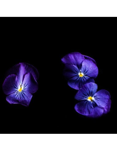 CAPSULE 3X Viola Blu