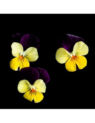 CAPSULE 3X Viola Giallo e Violetto