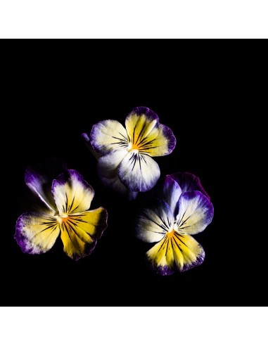 CAPSULE 3X Viola Giallo-Blu