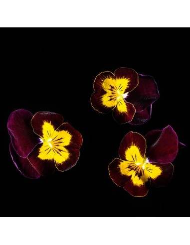 CAPSULE 3X Viola Rubino & Oro