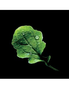 Capsule 3XRucola PLANTUI 2
