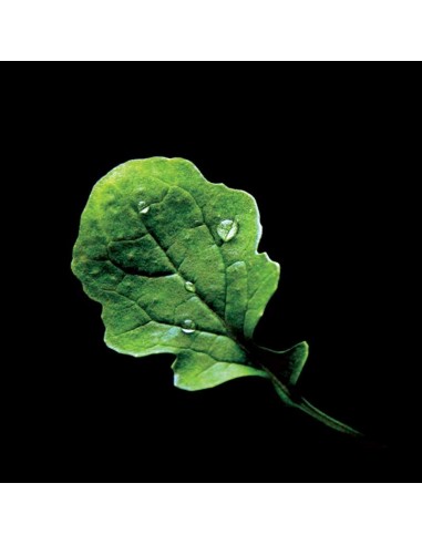 Capsule 3XRucola PLANTUI