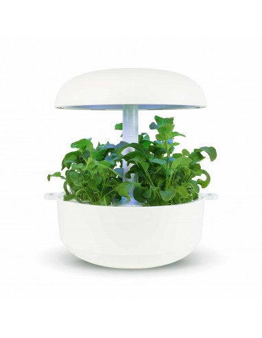 Capsule 3XRucola PLANTUI