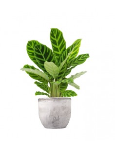 Calathea Zebrina 2