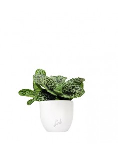 Streptocarpus Pretty Turtle