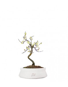 Prunus bonsai Giapponese...