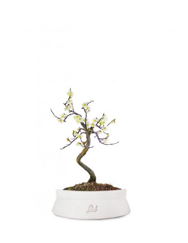 Prunus bonsai Giapponese fiore bianco S Prunus bonsai Giapponese fiore bianco S