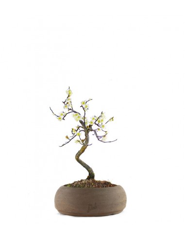 Prunus bonsai Giapponese fiore bianco S Prunus bonsai Giapponese fiore bianco S