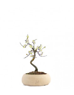 Prunus bonsai Giapponese... 2