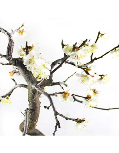 Prunus bonsai Giapponese fiore bianco S Prunus bonsai Giapponese fiore bianco S