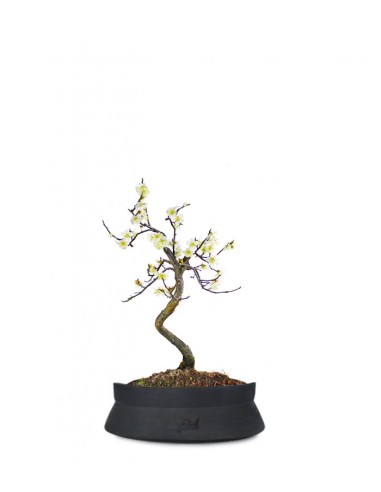 Prunus bonsai Giapponese fiore bianco S Prunus bonsai Giapponese fiore bianco S